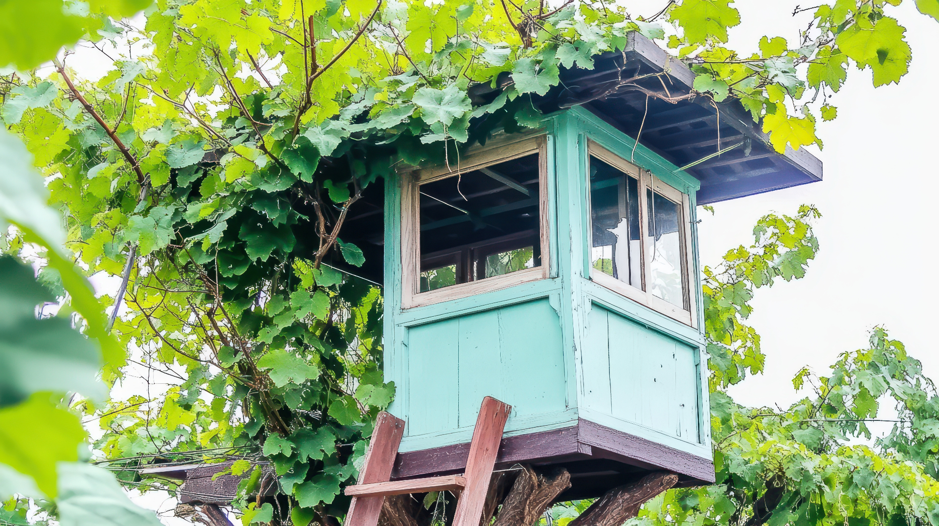 Treehouse nestled in green leaves